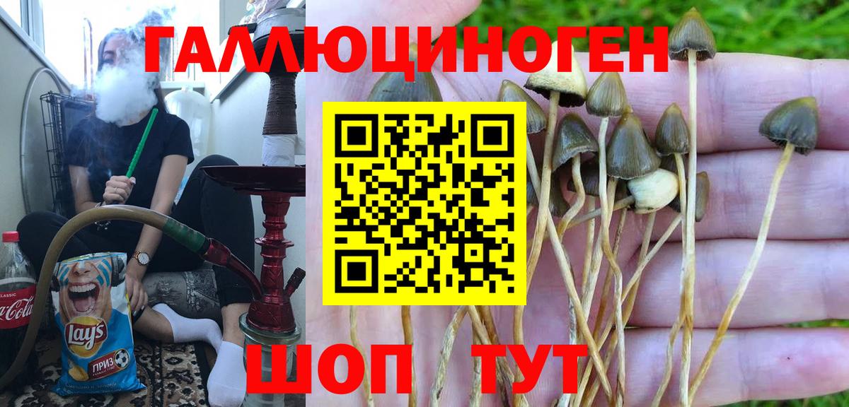 Псилоцибиновые грибы Psilocybe Удомля